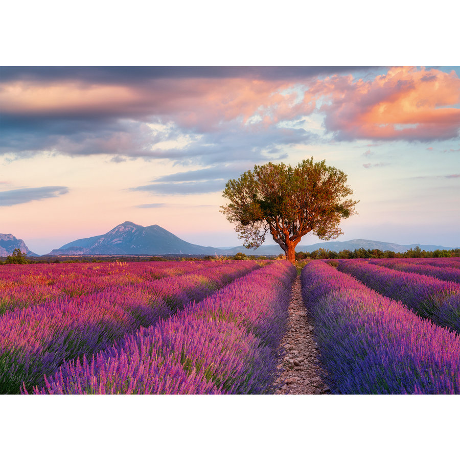 Lavender fields - puzzle of 1000 pieces-2