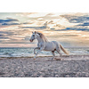 Ravensburger Horse on the beach - jigsaw puzzle of 500 pieces