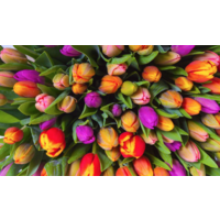 thumb-Tulipes  - 1000 pièces-2
