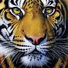 SUNSOUT Jurek - Face de tigre d'or - puzzle de 1000 pièces