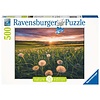 Ravensburger Paardenbloemen bij zonsondergang - puzzel van 500 stukjes