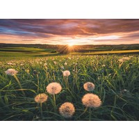 thumb-Paardenbloemen bij zonsondergang - puzzel van 500 stukjes-2