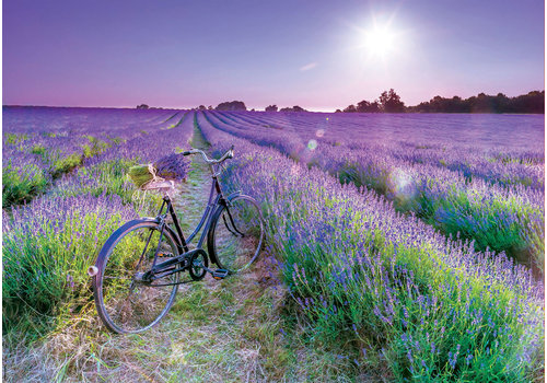  Educa Fiets in Lavendelveld  - 1000 stukjes 