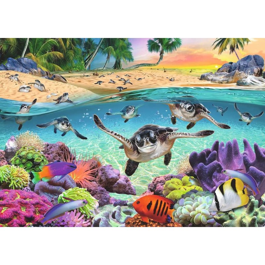 Bébés tortues de mer - 500 pièces XL-2