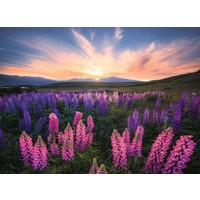 thumb-Lupins en fleurs - puzzle de 500 pièces-7