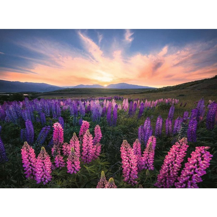 Lupins In Bloom - jigsaw puzzle of 500 pieces-7