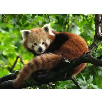 thumb-Adorable panda roux - puzzle de 500 pièces-2