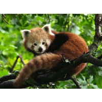 thumb-Adorable red panda - jigsaw puzzle of 500 pieces-2