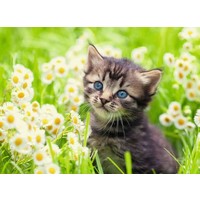 thumb-Kitten in the meadow  - jigsaw puzzle of 500 pieces-1