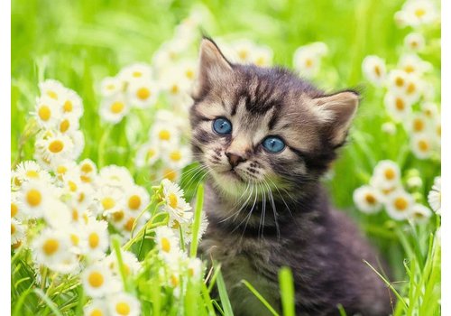  Ravensburger Chaton dans la prairie - 500 pièces 