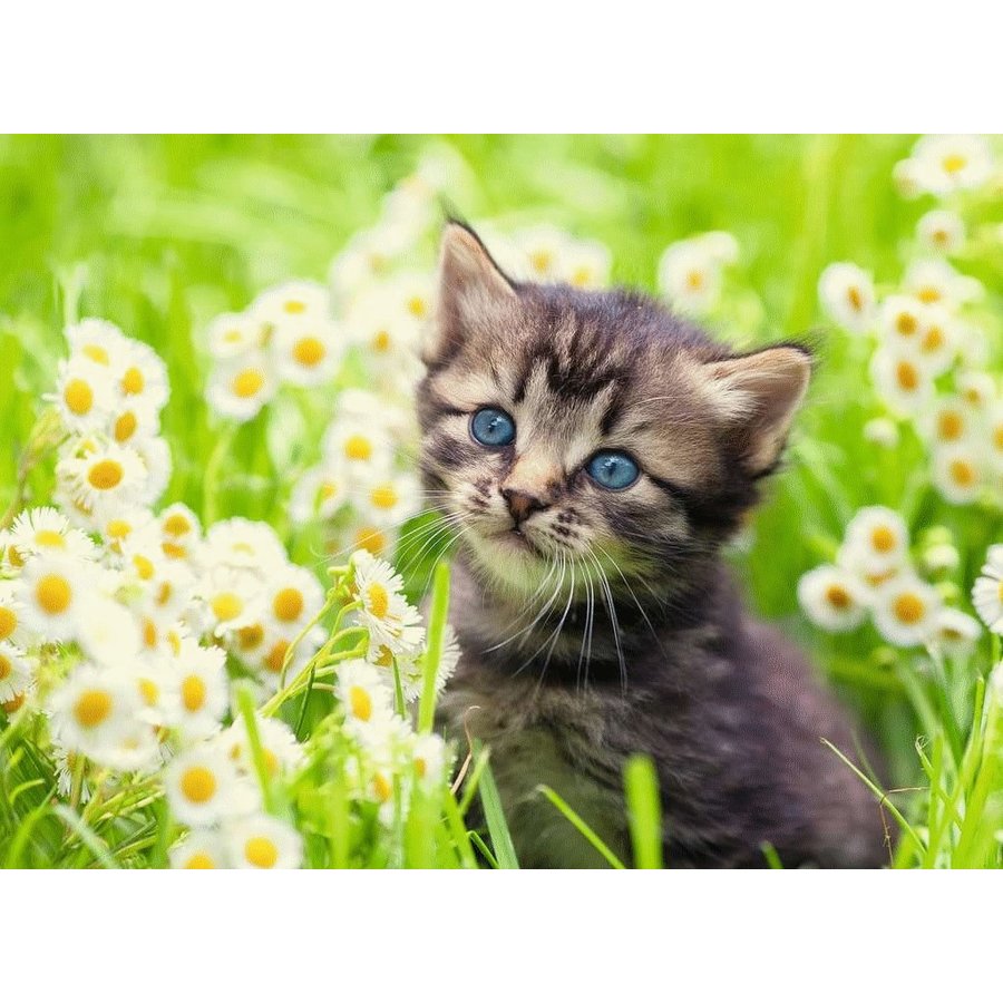 Kitten in the meadow  - jigsaw puzzle of 500 pieces-1