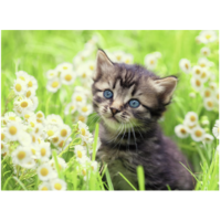 thumb-Kitten in the meadow  - jigsaw puzzle of 500 pieces-2