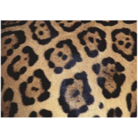 thumb-Animal Print - Challenge - puzzle of 1000 pieces-2