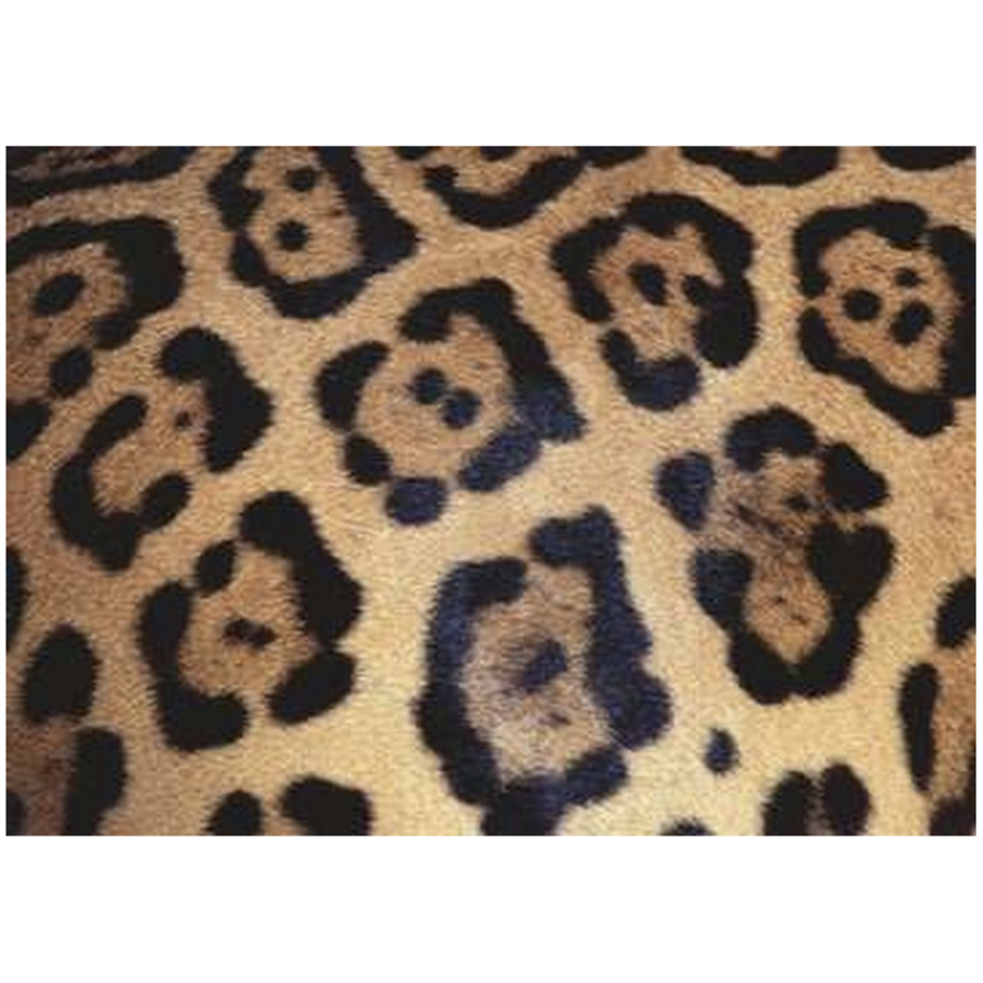 Animal Print - Challenge - puzzle of 1000 pieces-2