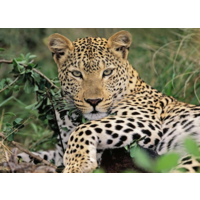 thumb-Leopard - puzzle of 100 pieces-2