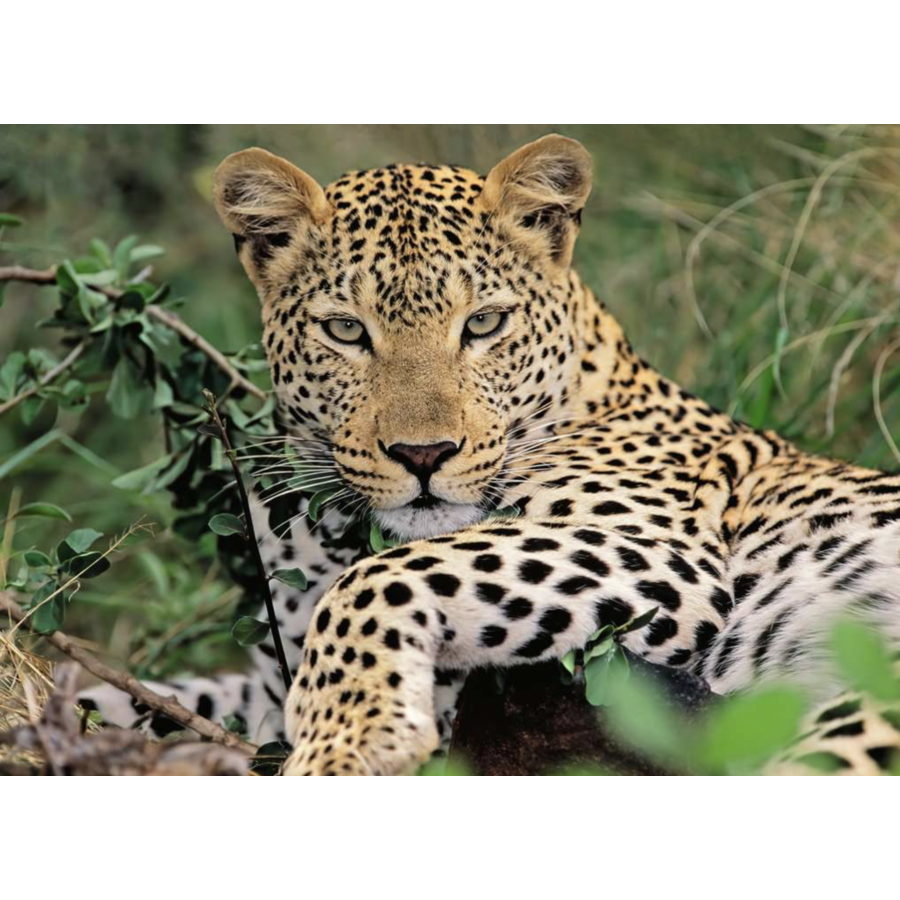 Leopard - puzzle of 100 pieces-2