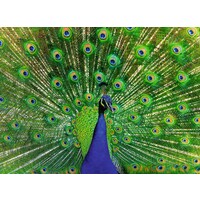 thumb-Peacock - Colorfull Animals - jigsaw puzzle of 500 pieces-2