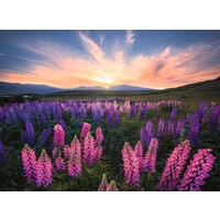 thumb-Lupins In Bloom - jigsaw puzzle of 500 pieces-2