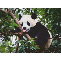 thumb-Panda in de boom - puzzel van 500 stukjes-2