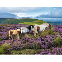 thumb-Wild horses on the heath - puzzle of 2000 pieces-2