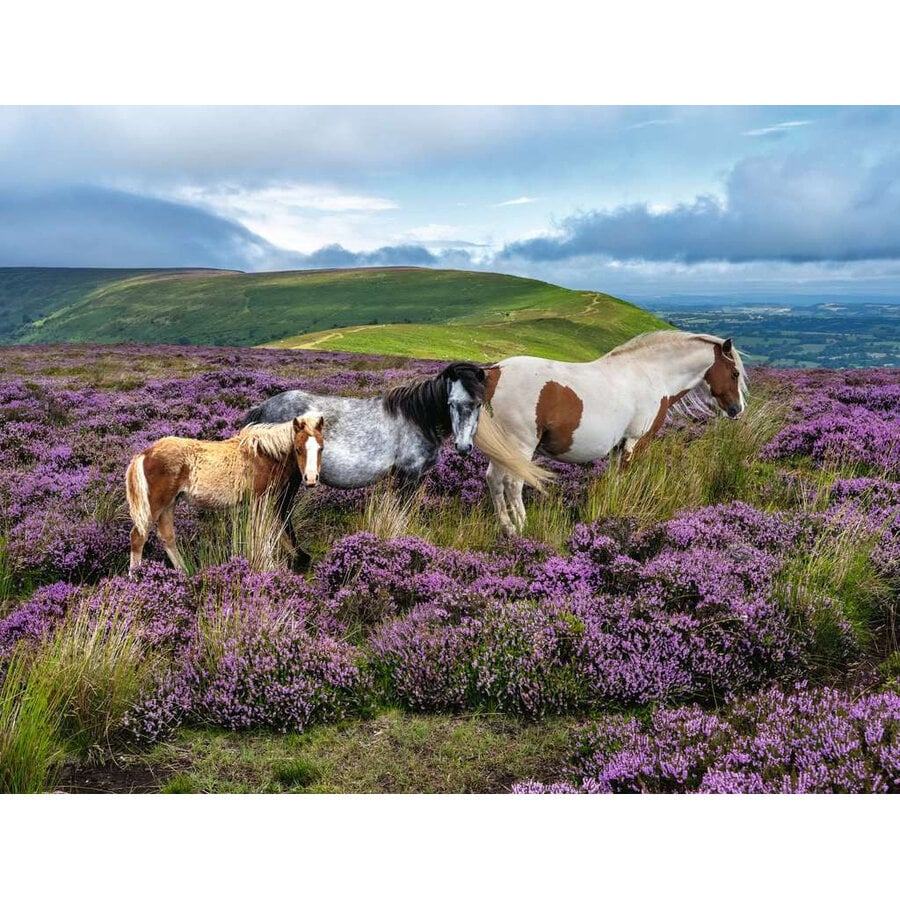 Chevaux sauvages dans la lande - puzzle de 2000 pièces-2
