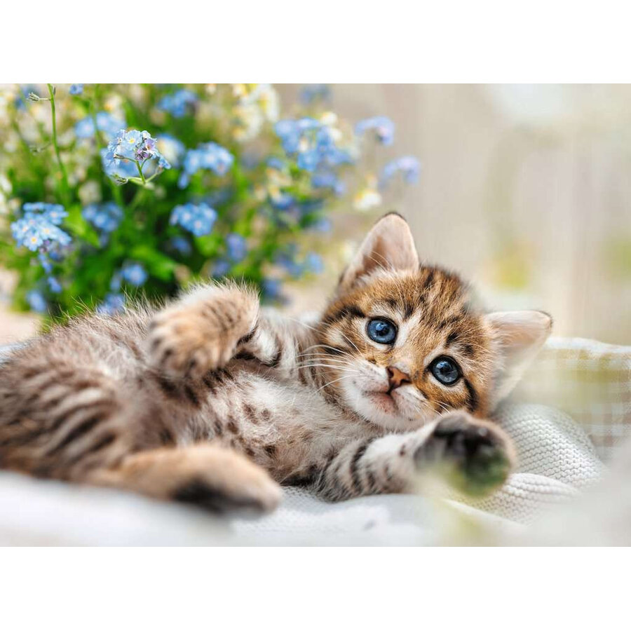 Schattige Kitten - puzzel van 500 stukjes-2