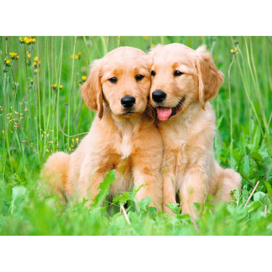 Les Frères Golden Retriever - puzzle de 500 pièces-2