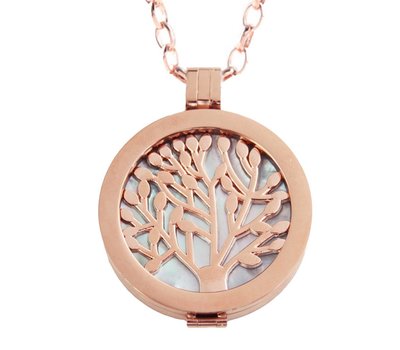 Complete Muntketting Blue Pearl Family Tree Rose Goudkleurig