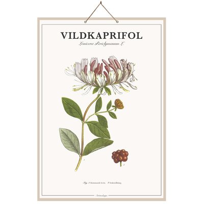 Strömshaga Poster Honeysuckle( Geissblatt), Caraway( Kümmel), Carrot von Strömshaga