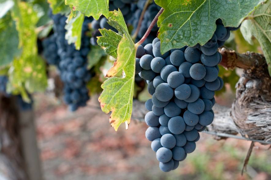 Wat is nu het verschil of overeenkomst tussen Primitivo & Zinfandel?
