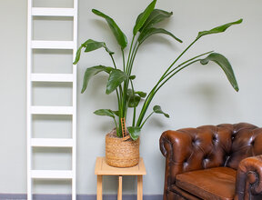 Enkele wit houten ladder