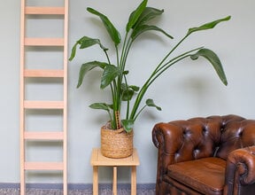 Enkele beuken houten ladder