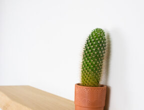 SB21 - boom onbehandeld 100 cm