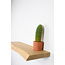 Solholz SB34 - boom onbehandeld 40 cm