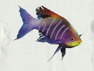 Kidz-Art kleurrijke meisjeskleding outlet longsleeve metallic fish