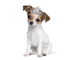 Strijkapplicatie Little Puppy Dog Princess
