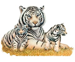 StickerkidS Muursticker Witte Tijgers