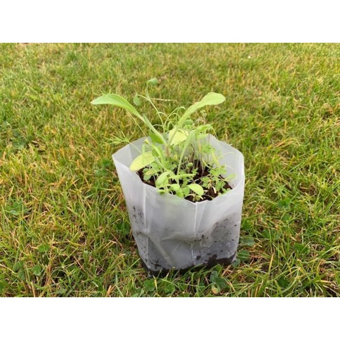 Paper Art Houd Moed - Kweekpakketje Eetbare Bloemen