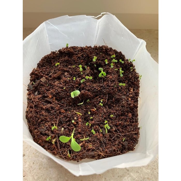 Paper Art Houd Moed - Kweekpakketje Eetbare Bloemen