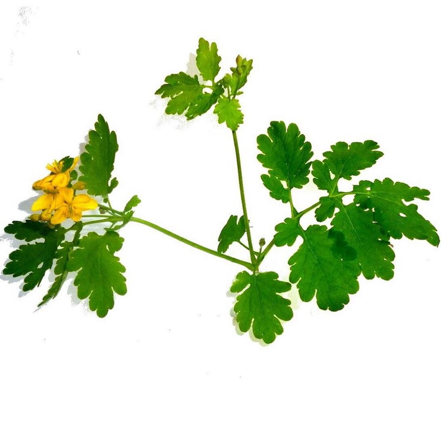 Schöllkraut (Chelidonium Majus)-2