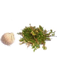 thumb-Rose von Jericho-3