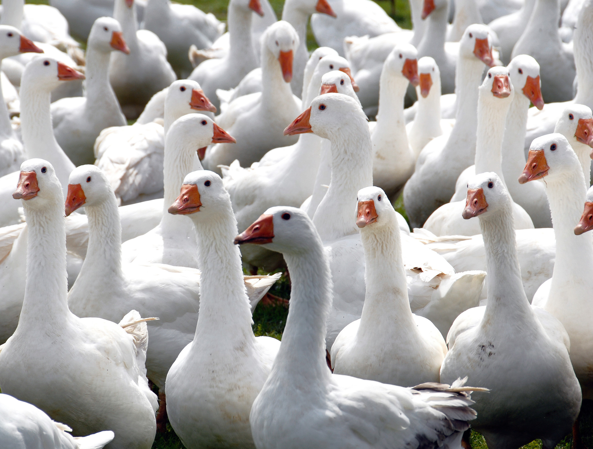 Was ist besser: Enten- oder Gänsedaunen?