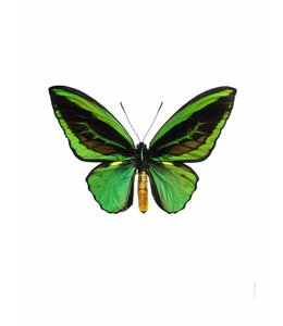 Macrofoto Print | Green Ornithoptera priamus | 50x70 cm