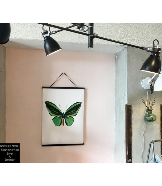 Macrofoto Poster | Goliathus orientalis