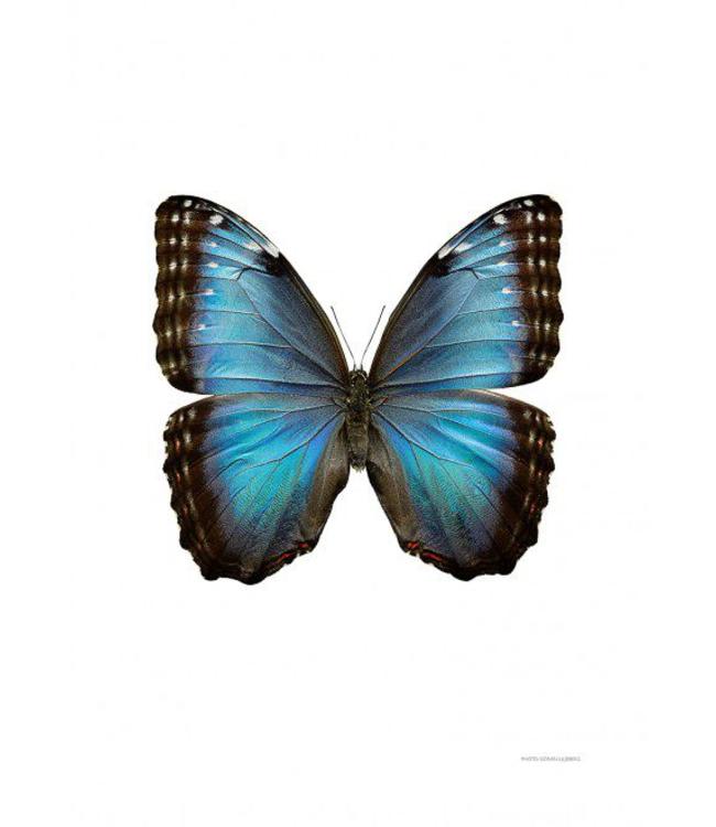 Macrofoto Poster | Vlinder