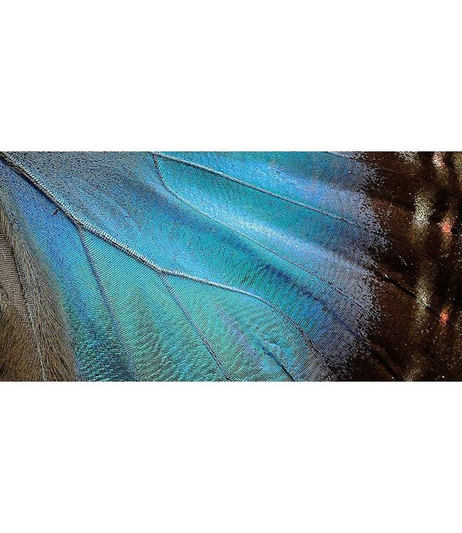 Macrofoto Poster | Vlinder