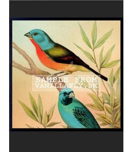 Poster BLUE BIRDS | 50x50cm