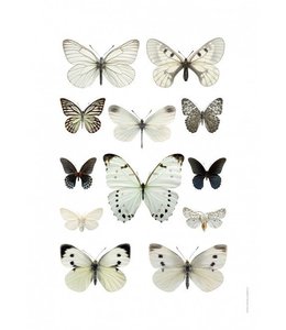 Butterfly poster | 50x70 cm