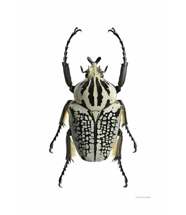 Macrofoto Poster | Beetles Black & White