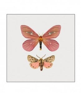 Photo Print Moth in frame | 15x15 cm